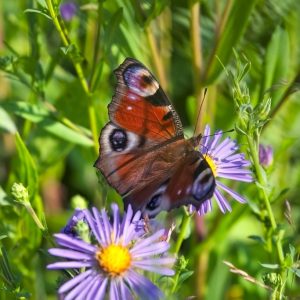 A,Beautiful,Peacock,Butterfly,,Aglais,Io,,Nectaring,On,A,Wild